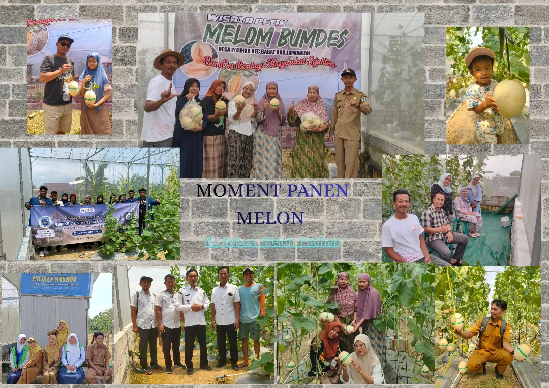 Foto: Momen Panen Melon Desa Patihan Kecamatan Babat