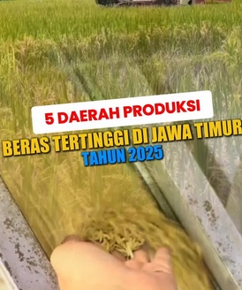 Foto: Kabupaten Lamongan resmi menduduki peringkat pertama sebagai daerah dengan produksi beras tertinggi di Jawa Timur tahun 2025