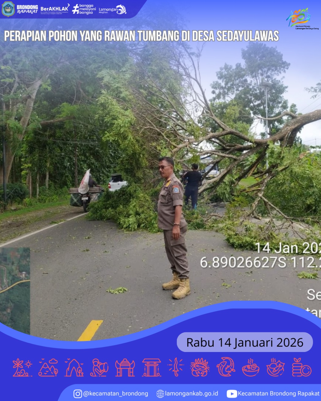 Foto: ANTISIPASI MUSIM HUJAN, KECAMATAN BRONDONG LAKUKAN PERAPIAN POHON RAWAN TUMBANG