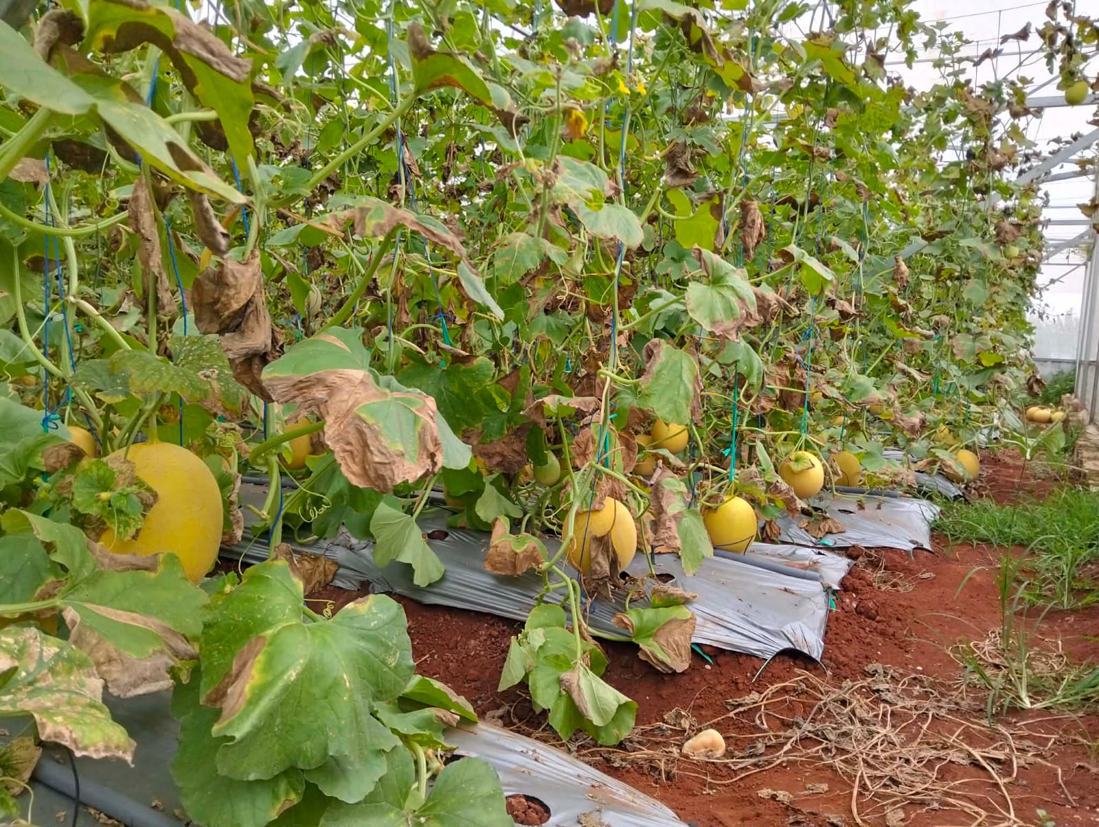 Foto: BUMDES MULTI USAHA MANDIRI DESA SENDANGHARJO KEMBANGKAN GREENHOUSE TANAM BUAH MELON