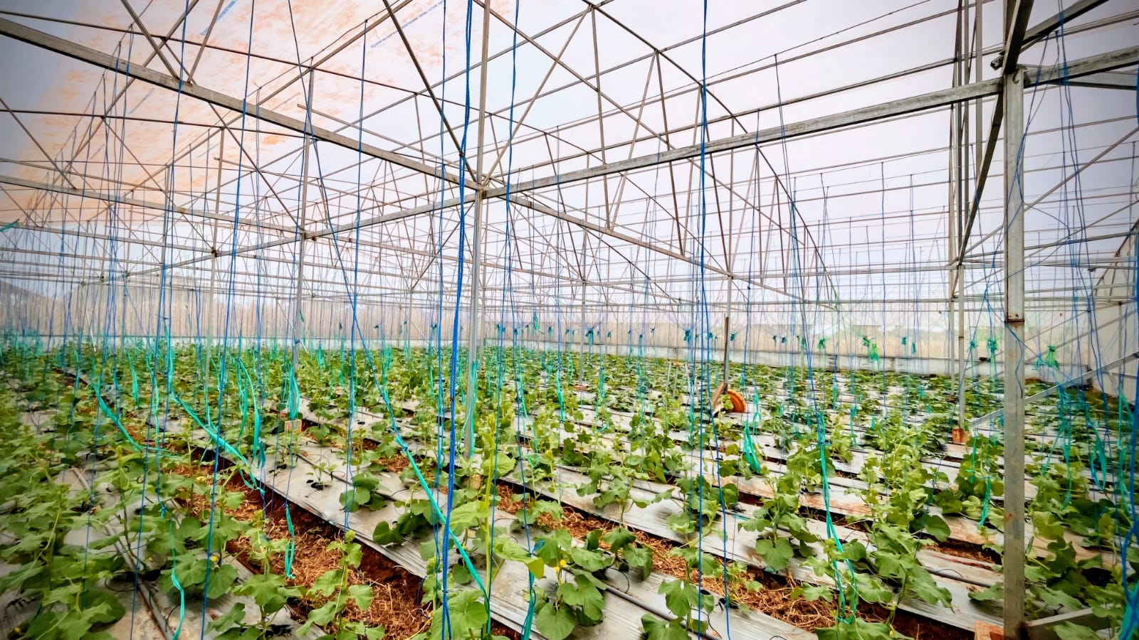 Foto: INOVASI PERTANIAN MODERN: MOMENTUM TANAM KEDUA BUA MELON DI GREEN HOUSE MULTI USAHA MANDIRI DESA SENDANGHARJO