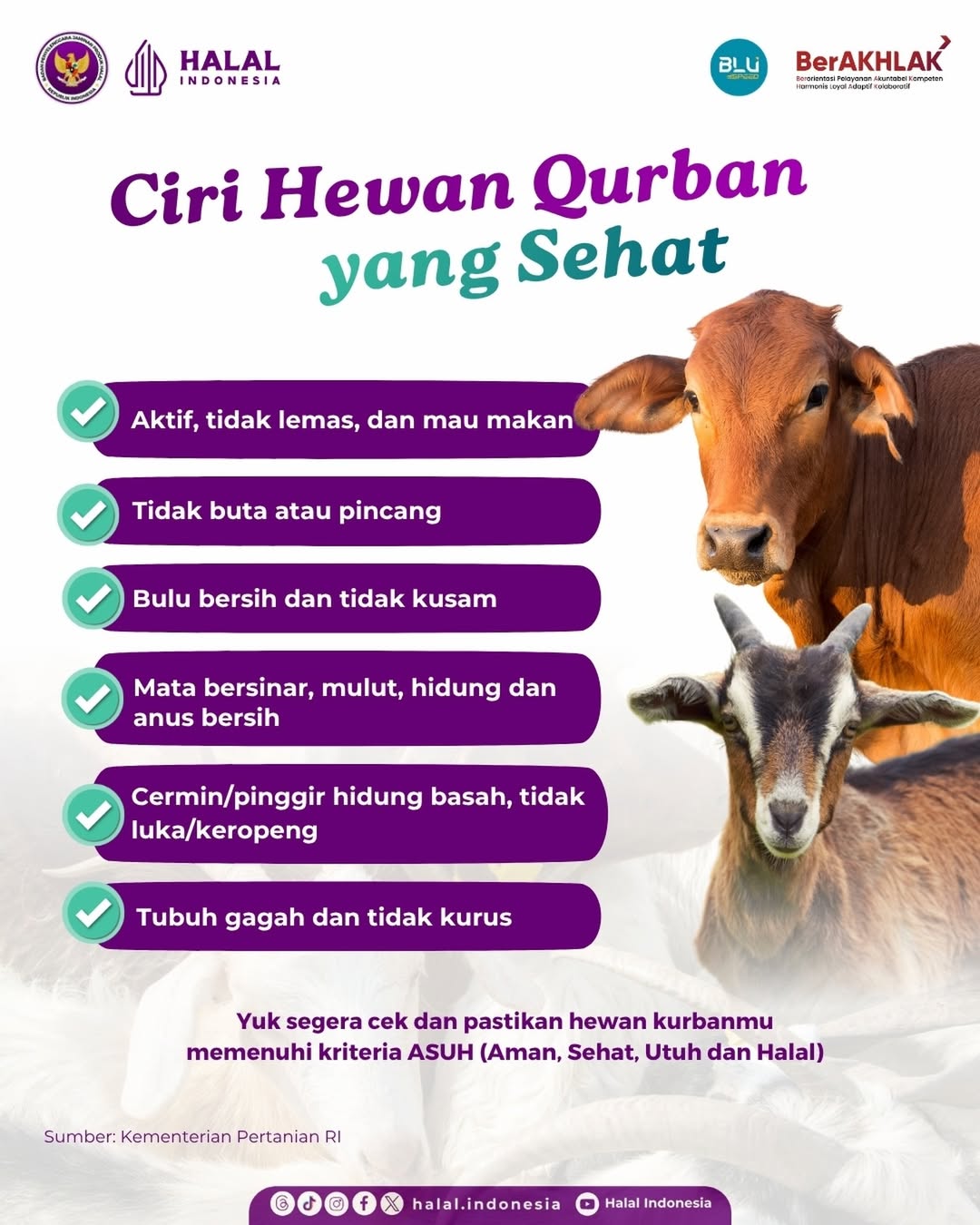 Foto: Menjelang Hari Raya Iduladha, penting banget nih untuk tahu seperti apa ciri hewan qurban yang sehat 🐄✨