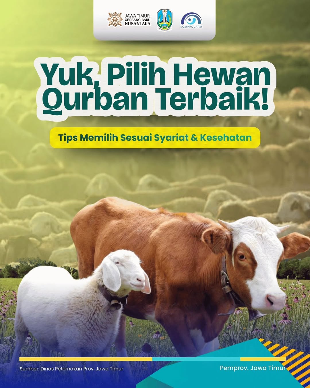 Foto: Idul Adha sebentar lagi, dan memilih hewan kurban yang tepat bukan cuma soal harga, tapi juga soal syarat syariat dan kesehatan hewan itu sendiri.