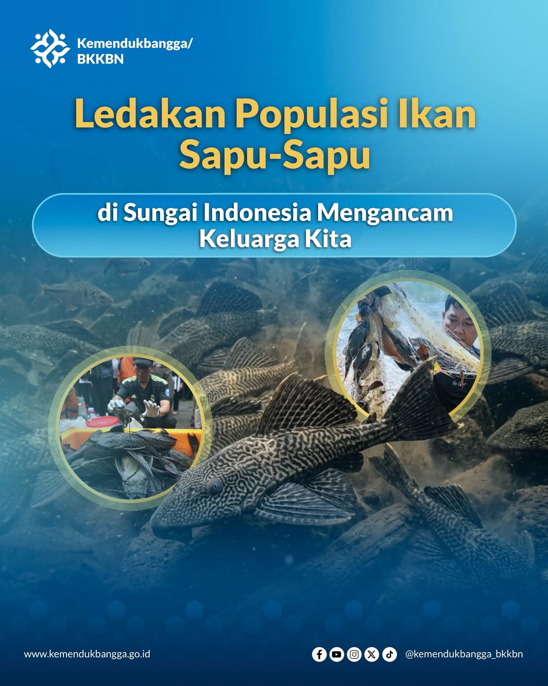 Foto: HALO, SOBAT KEMENDUKBANGGA/BKKBN! LEDAKAN IKAN SAPU-SAPU DI SUNGAI-SUNGAI INDONESIA BUKAN ISU YANG JAUH DARI KESEHARIAN KITA