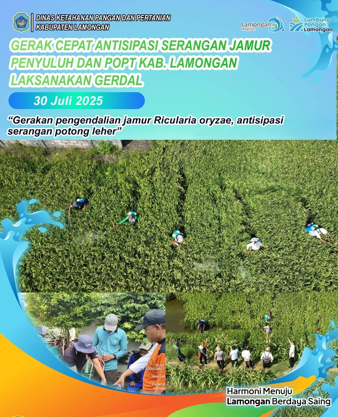 Foto: Gerakan Pengendalian Jamur Ricularia Oryzae, antisipasi serangan potong leher