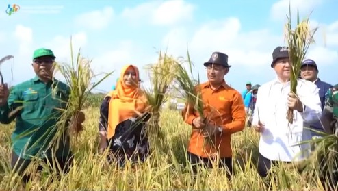 UJI PETIK PENGUKURAN PRODUKTIVITAS PADI MENGGUNKAN COMBINE HARVESTER