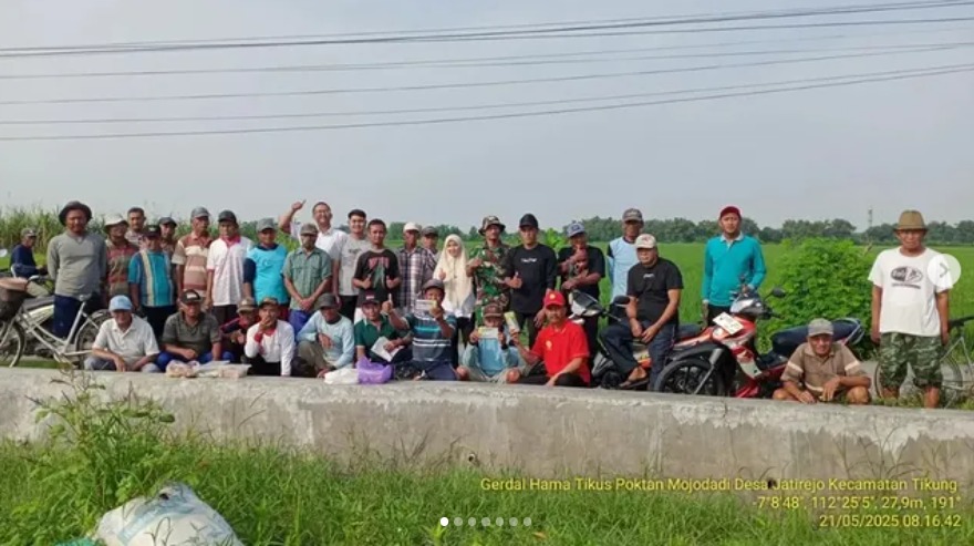 GERDAL HAMA TIKUS KECAMATAN TIKUNG