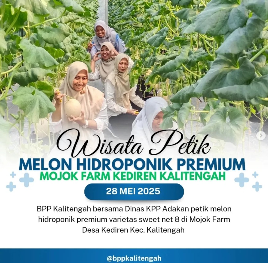 BPP Kalitengah dan Dinas KPP Lamongan Kunjungi Wisata Petik Melon Hidroponik di Mojok Farm