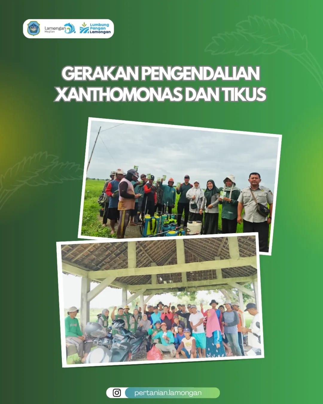 Foto: Gerakan Pengendalian Xanthomonas dan Tikus