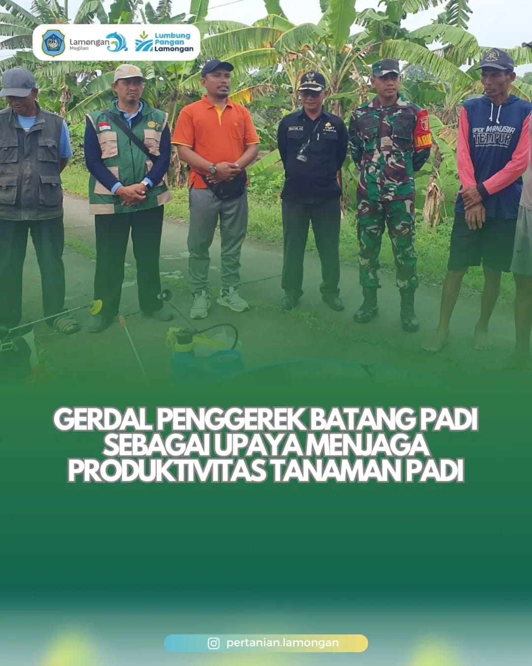 Foto: Gerdal Penggerek Batang Padi sebagai Upaya Menjaga Produktivitas Tanaman Padi