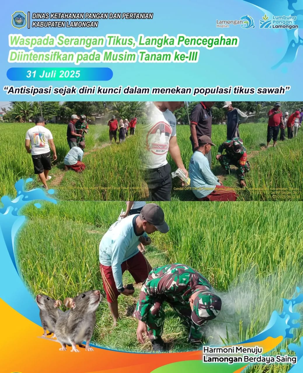 Foto: Antisipasi sejak dini kunci dalam menekan populasi tikus sawah