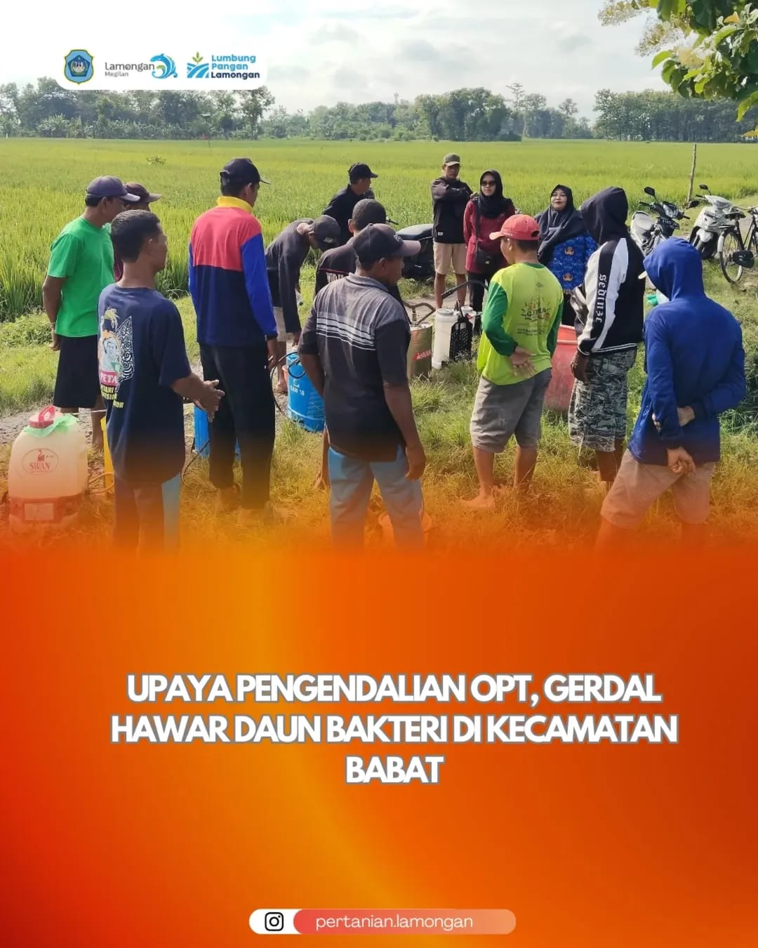 Upaya Pengendalian OPT, Gerdal Hawar Daun Bakteri di Kecamatan Babat