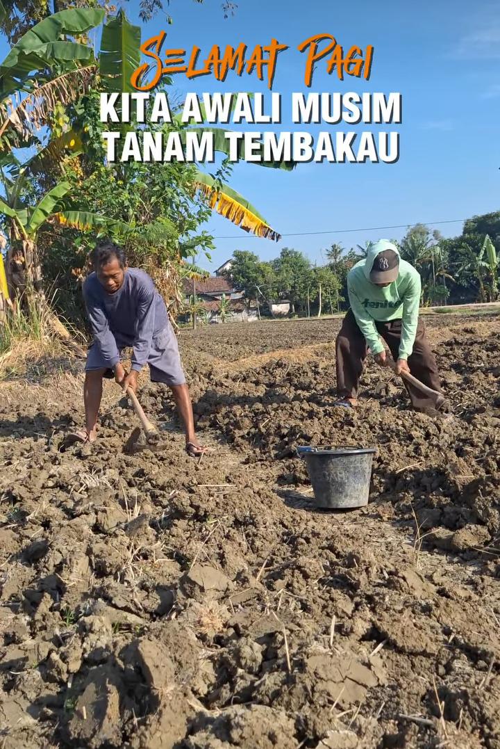 Foto: KITA AWALI MUSIM TANAM TEMBAKAU
