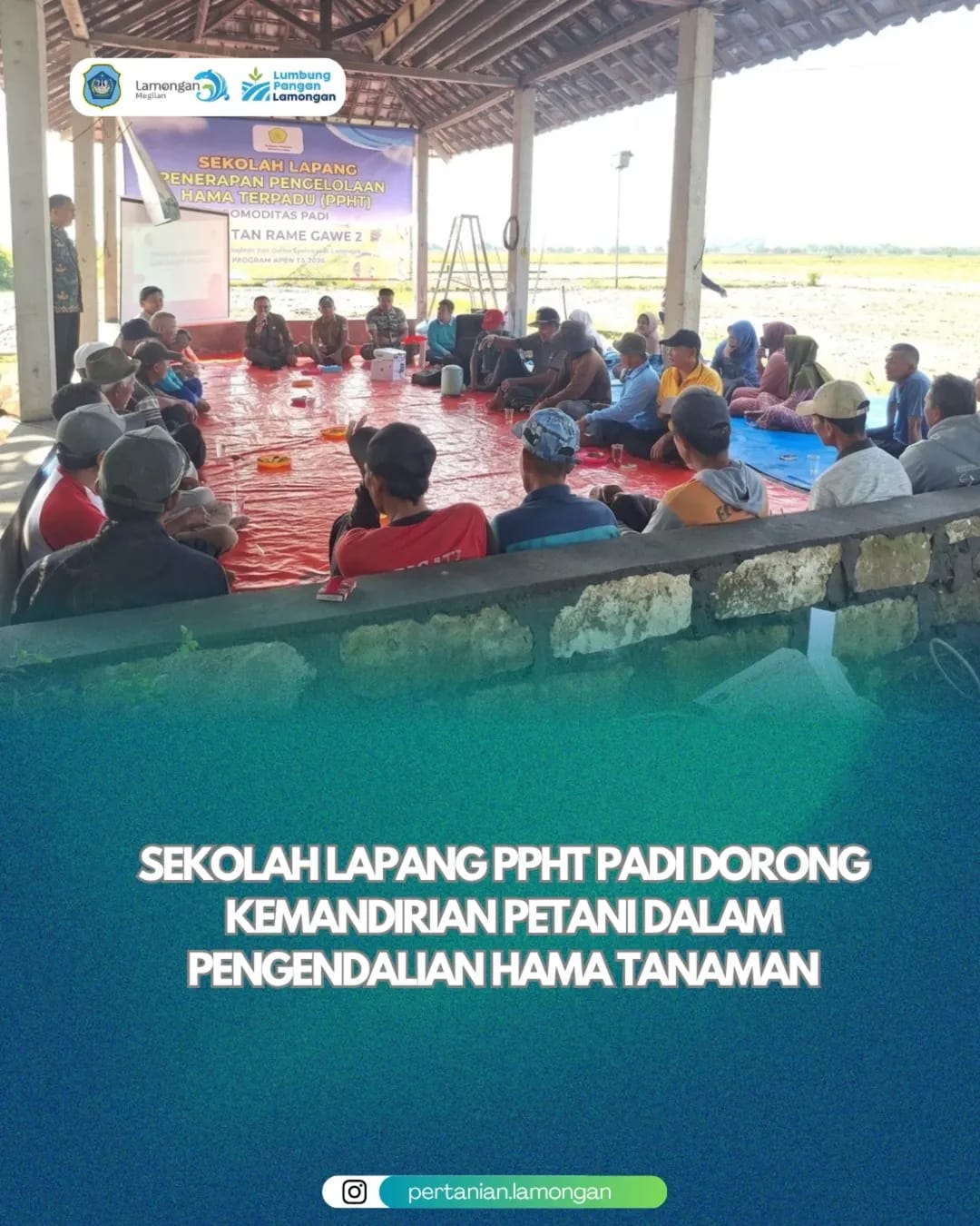 Foto: Sekolah Lapang PPHT Padi Dorong Kemandirian Petani dalam Pengendalian Hama Tanaman