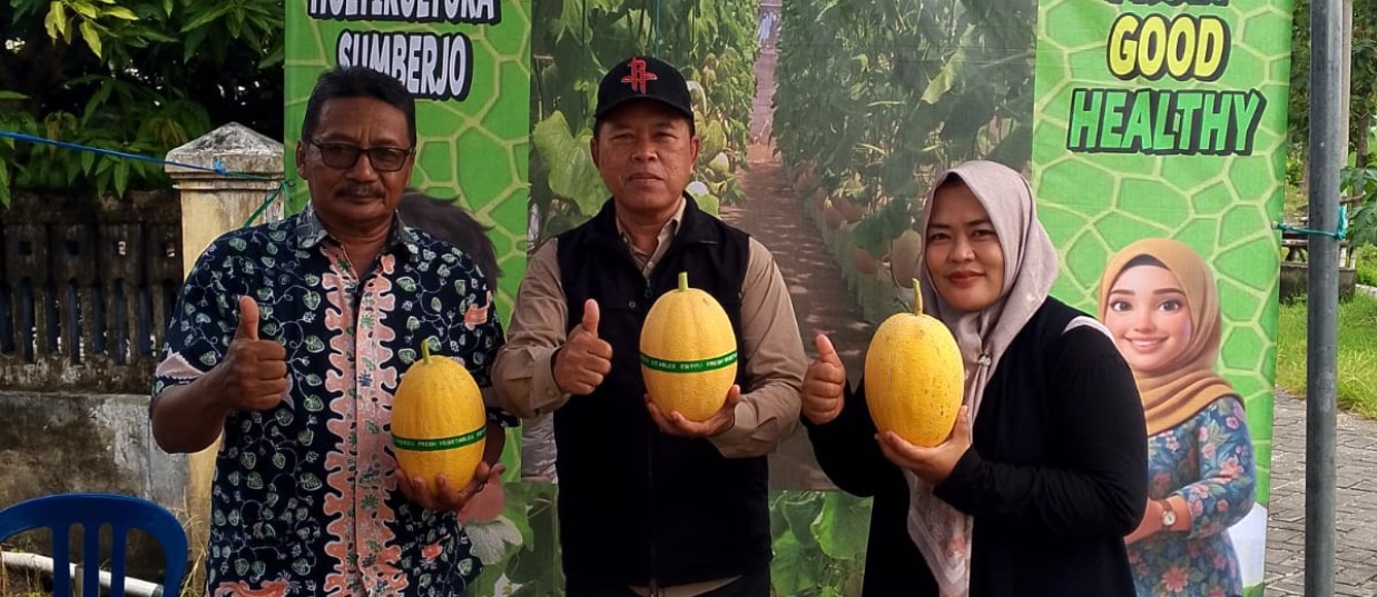 Foto: KEGIATAN PETIK MELON DESA SUMBERJO TAHUN 2026