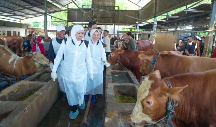 Foto: JATIM SURPLUS HEWAN KURBAN, SIAP PASOK KEBUTUHAN KE BERBAGAI DAERAH