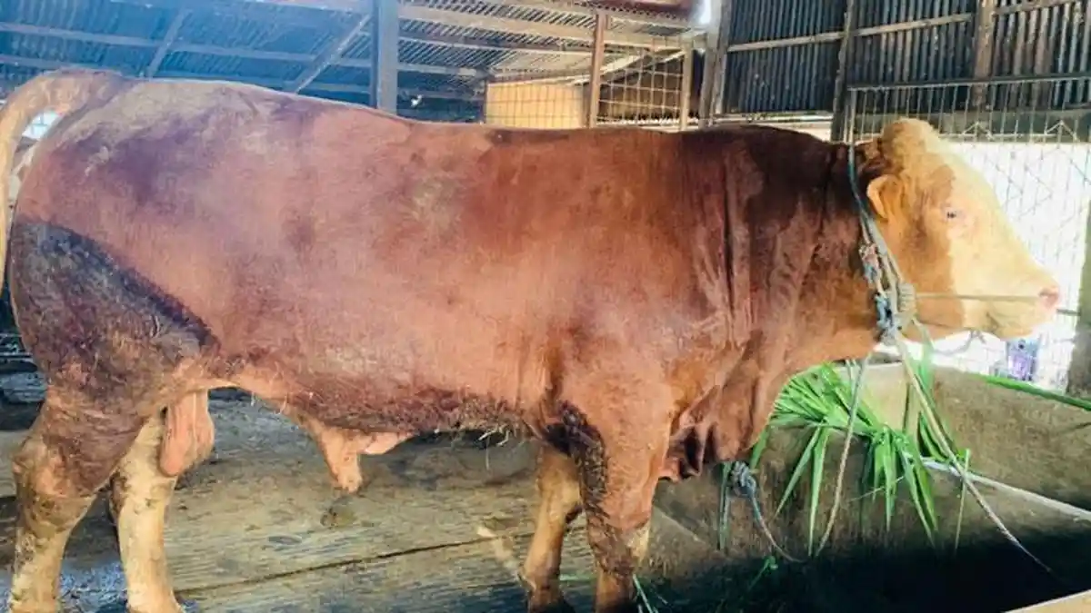 SAPI JUMBO ASAL LAMONGAN TERPILIH JADI HEWAN KURBAN PRESIDEN PRABOWO, MILIK HAJI WIGNYO
