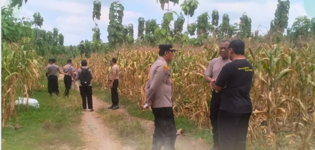 Foto: PERSIAPAN PANEN RAYA JAGUNG KUARTAL II TAHUN 2026 DESA TUNGGUNJAGIR