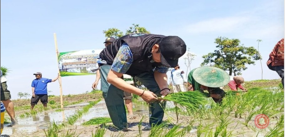 Foto: Bupati Lamongan Turun ke Sawah, Genjot Tanam Padi MT2 demi Target LTT 233 Ribu Hektare