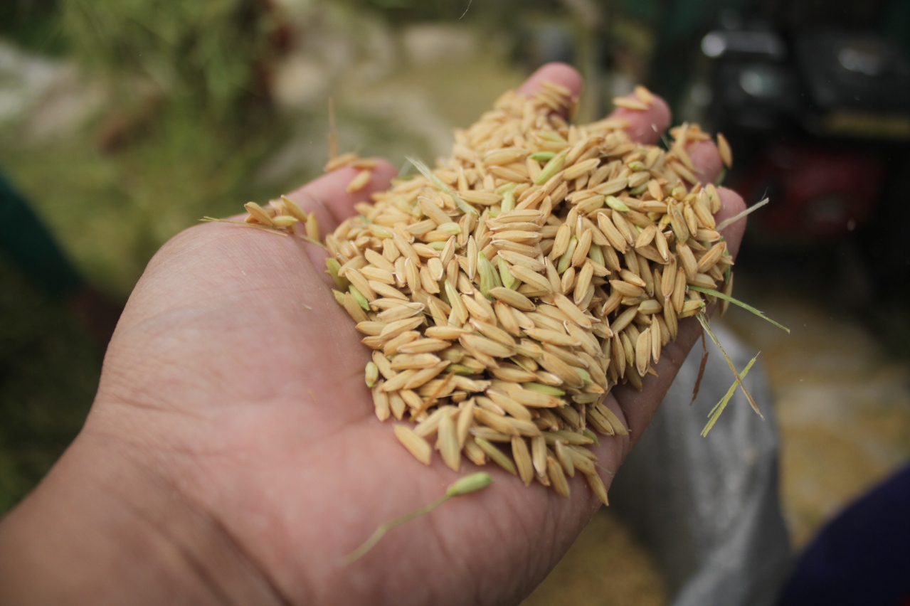 Foto: Sudah Panen, Petani Lamongan Semringah, Harga Gabah Kering Panen Tembus Rp 7.400 Per Kilogram