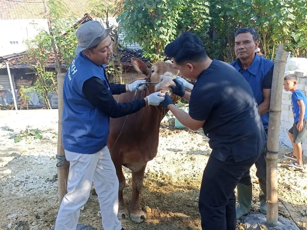 Foto: DPKH Lamongan Awasi Ketat Lalu Lintas Ternak Jelang Idul Adha
