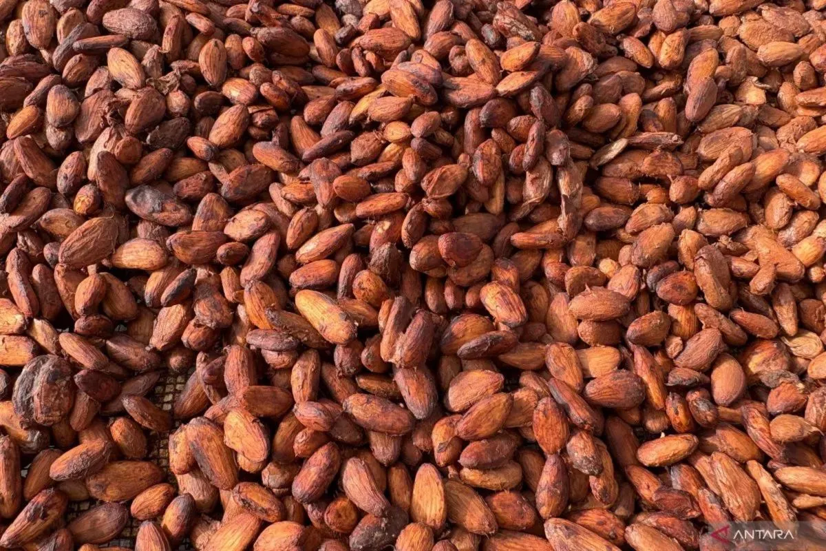 Foto: Harga Biji Kakao Naik 2,45 Persen Akibat Permintaan Tinggi