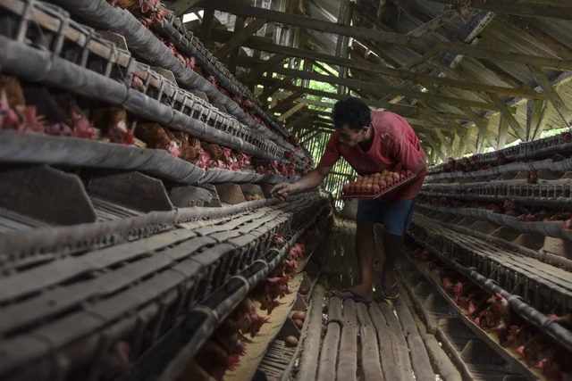 Foto: Penjelasan Kemendag soal Arab Saudi Larang Impor Unggas dan Telur dari RI