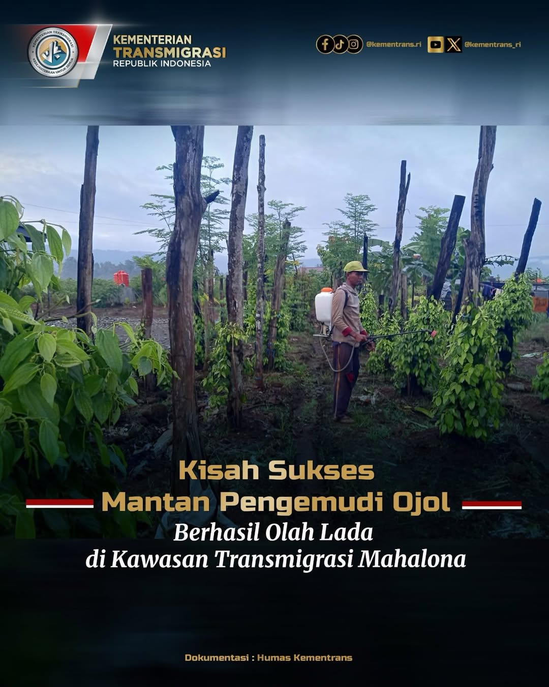 Foto: KISAH SUKSES MANTAN PENGEMUDI OJOL BERHASIL OLAH LADA DI KAWASAN TRANSMIGRASI MAHALONA