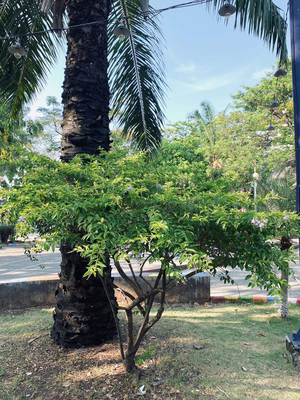 Foto: BUNGA SINYO NAKAL