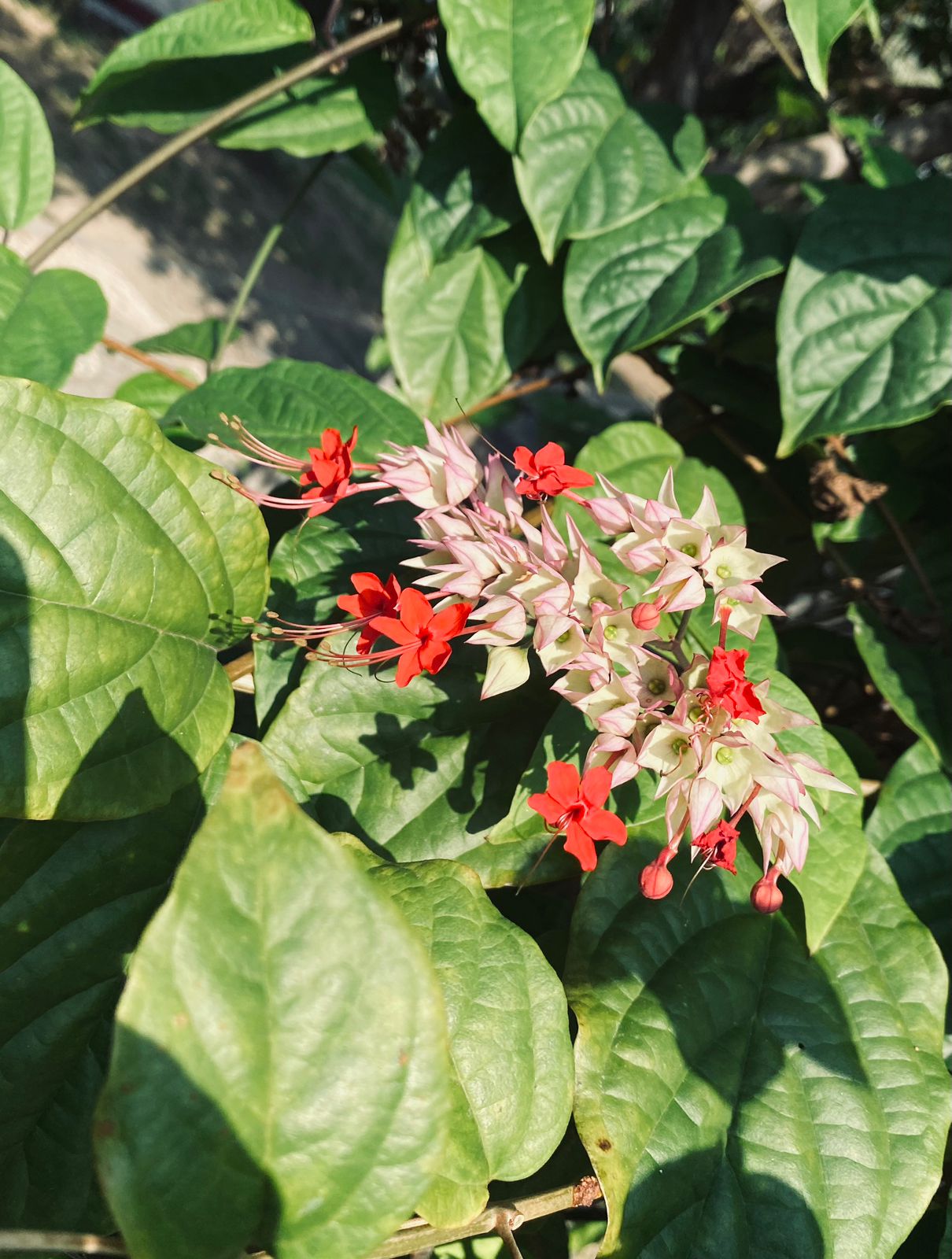 Foto: Nona Makan Sirih