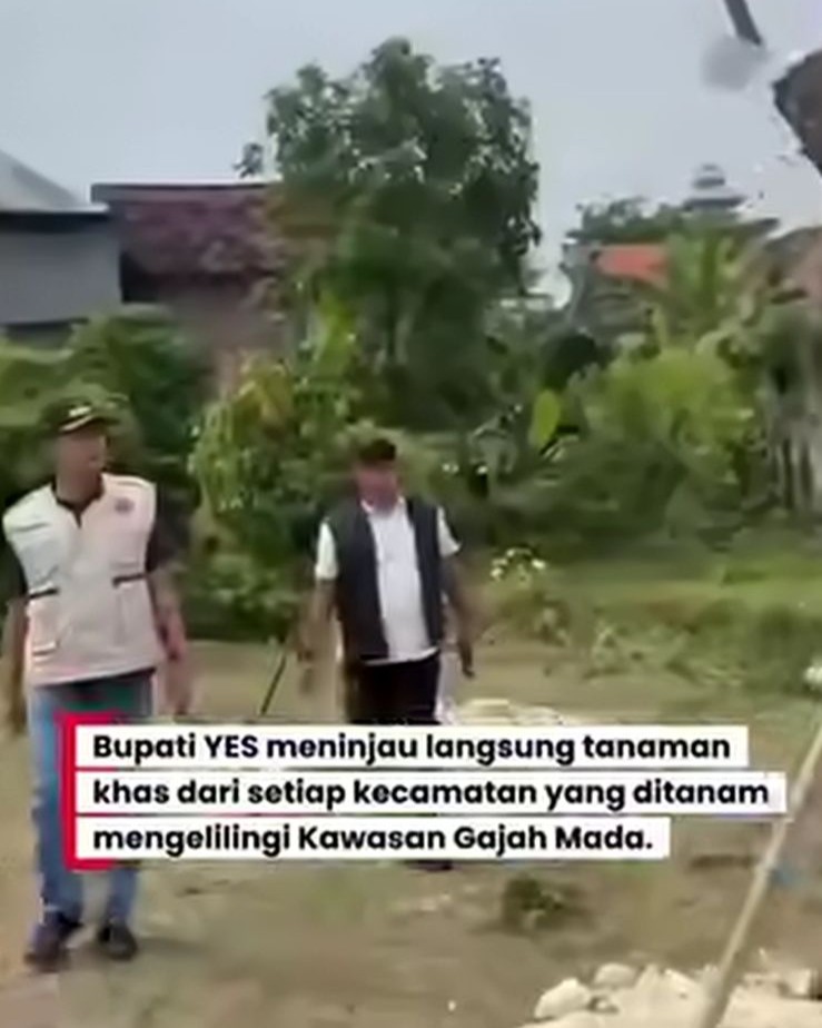 Foto: Peninjauan Tanaman Khas di Kawasan Gajah Mada Lamongan