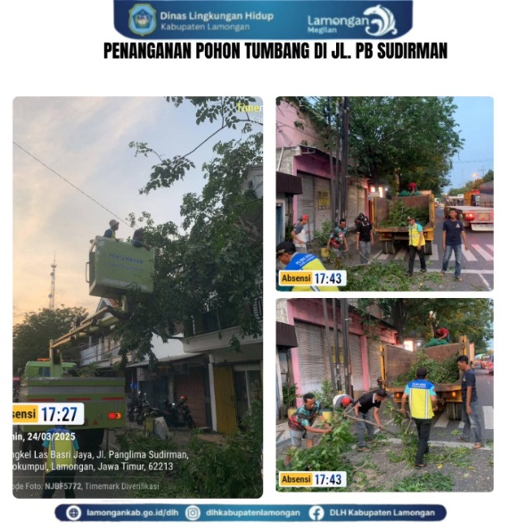 Penanganan Pohon tumbang di Jl. PB Sudirman
