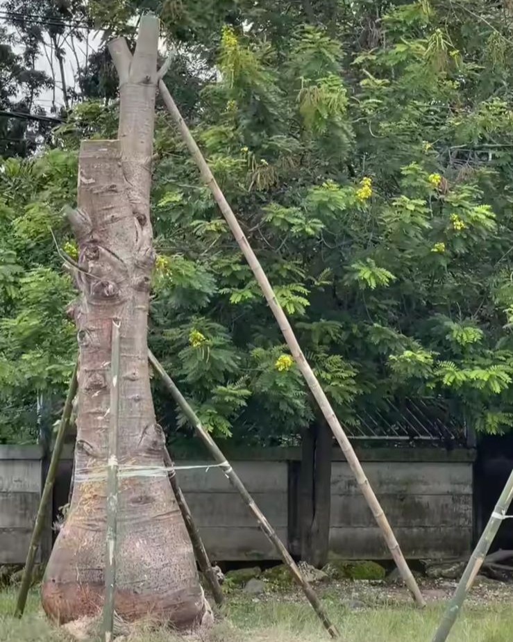 Foto: Komitmen Ruang Terbuka Hijau