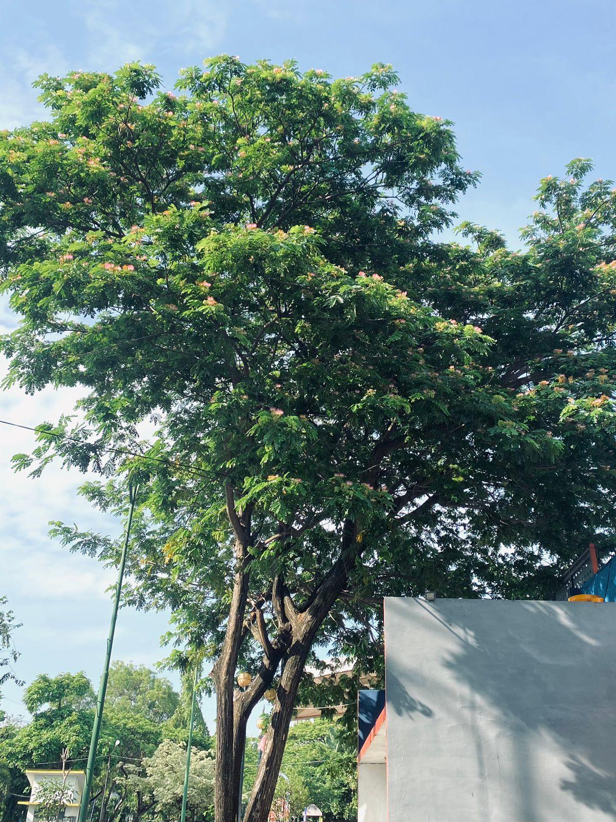 Foto: POHON TREMBESI