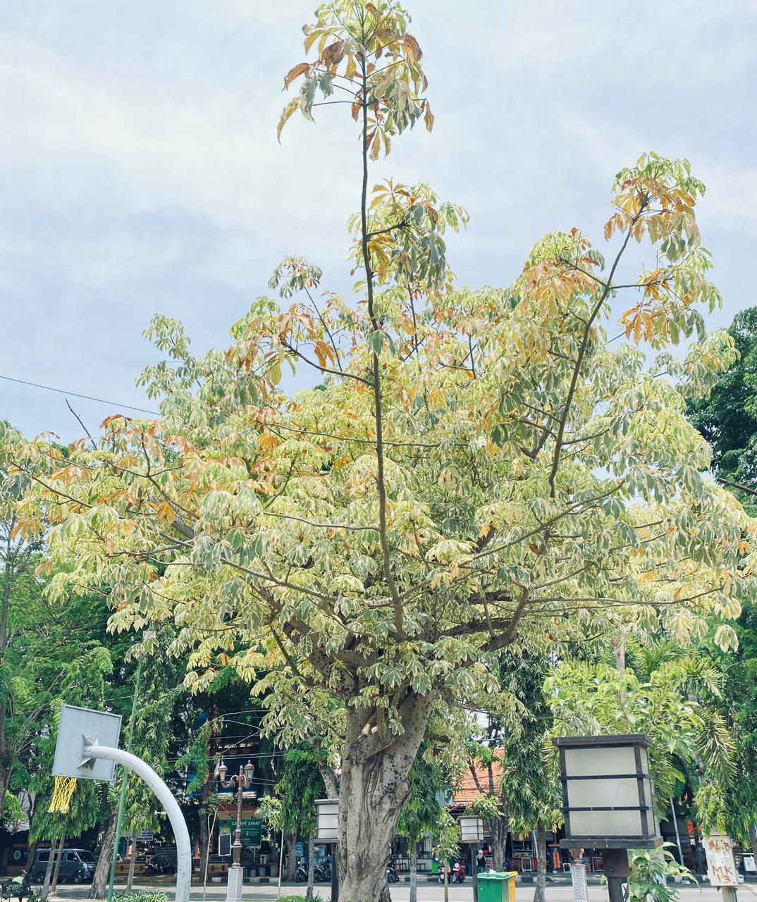 Foto: KAPUK RANDU PUTIH