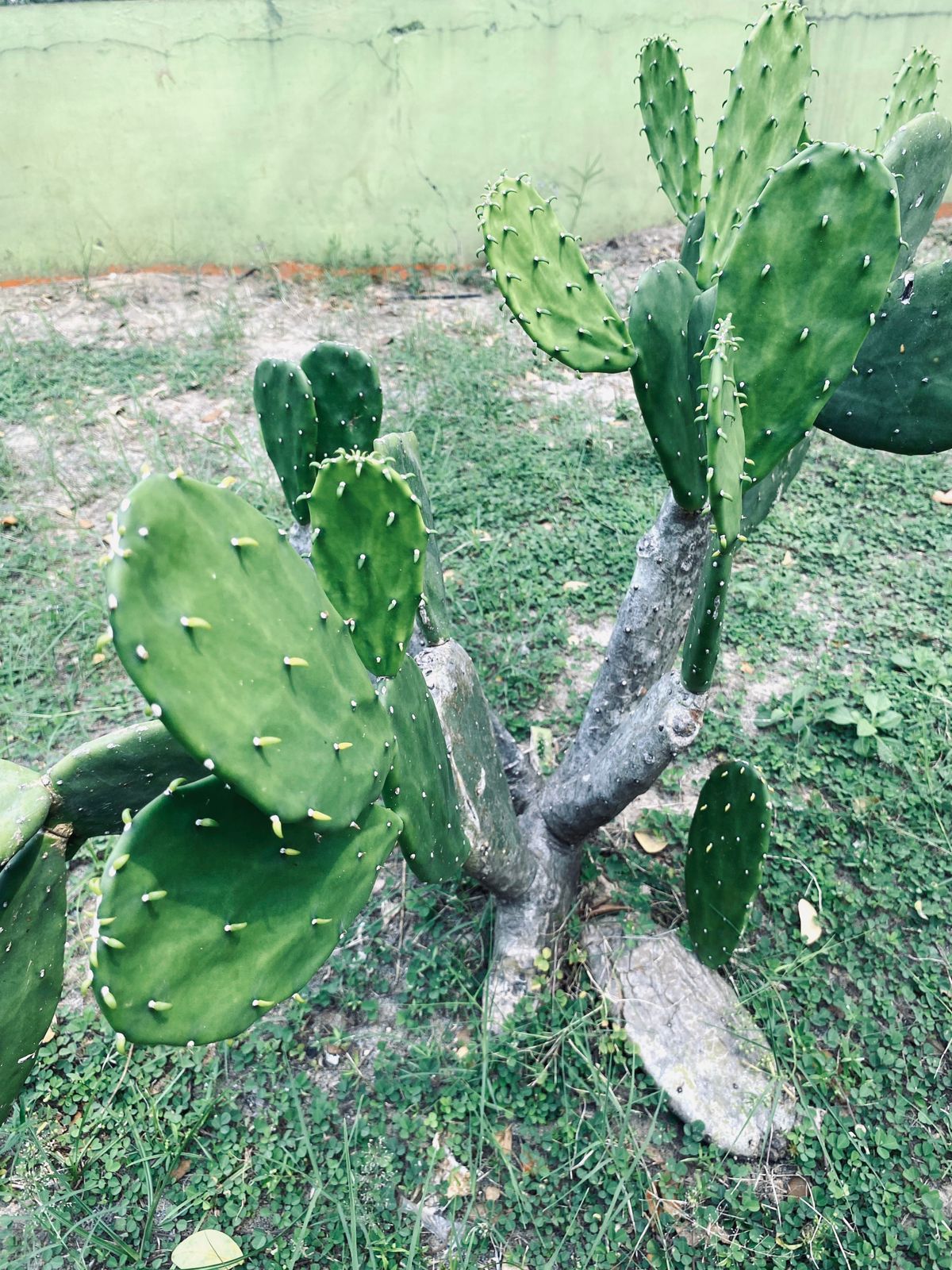 Foto: KAKTUS CENTONG