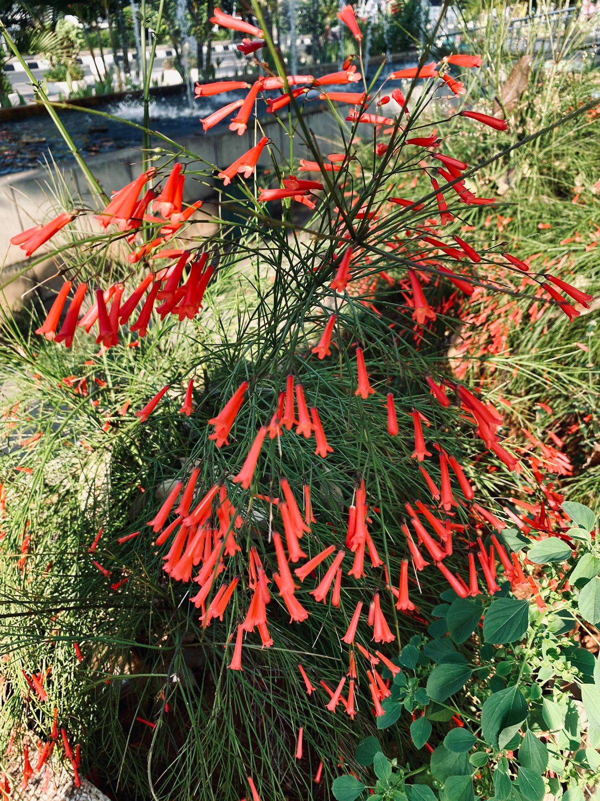 Foto: BUNGA AIR MANCUR