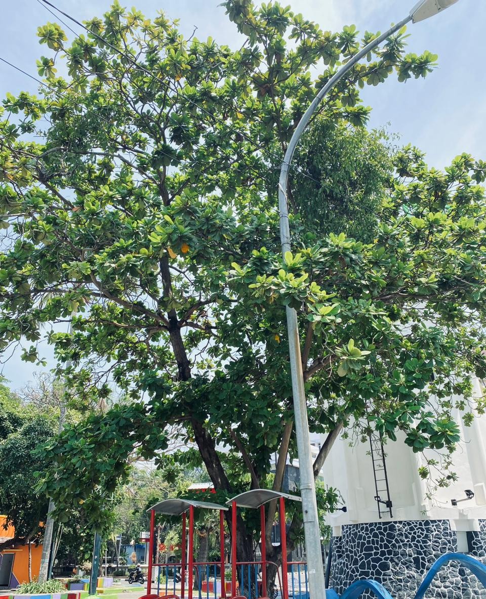 Foto: POHON KETAPANG