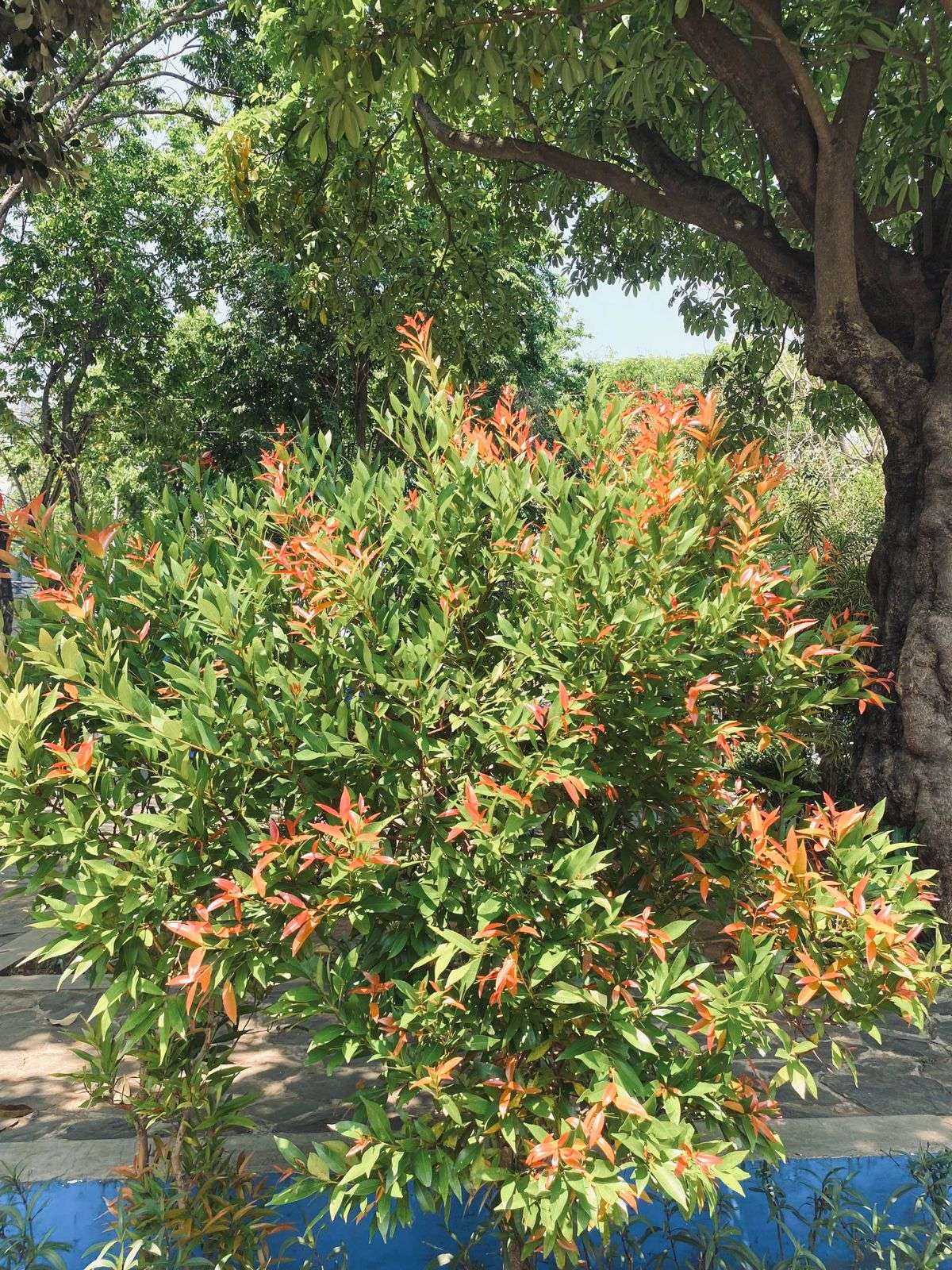 Foto: BUNGA PUCUK MERAH