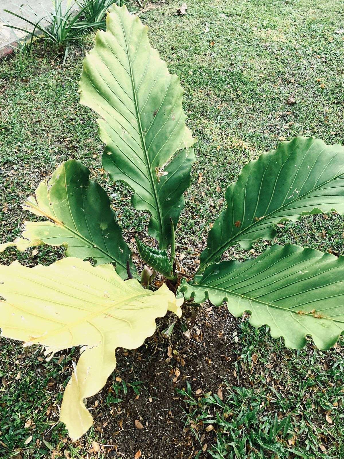 Foto: GELOMBANG CINTA