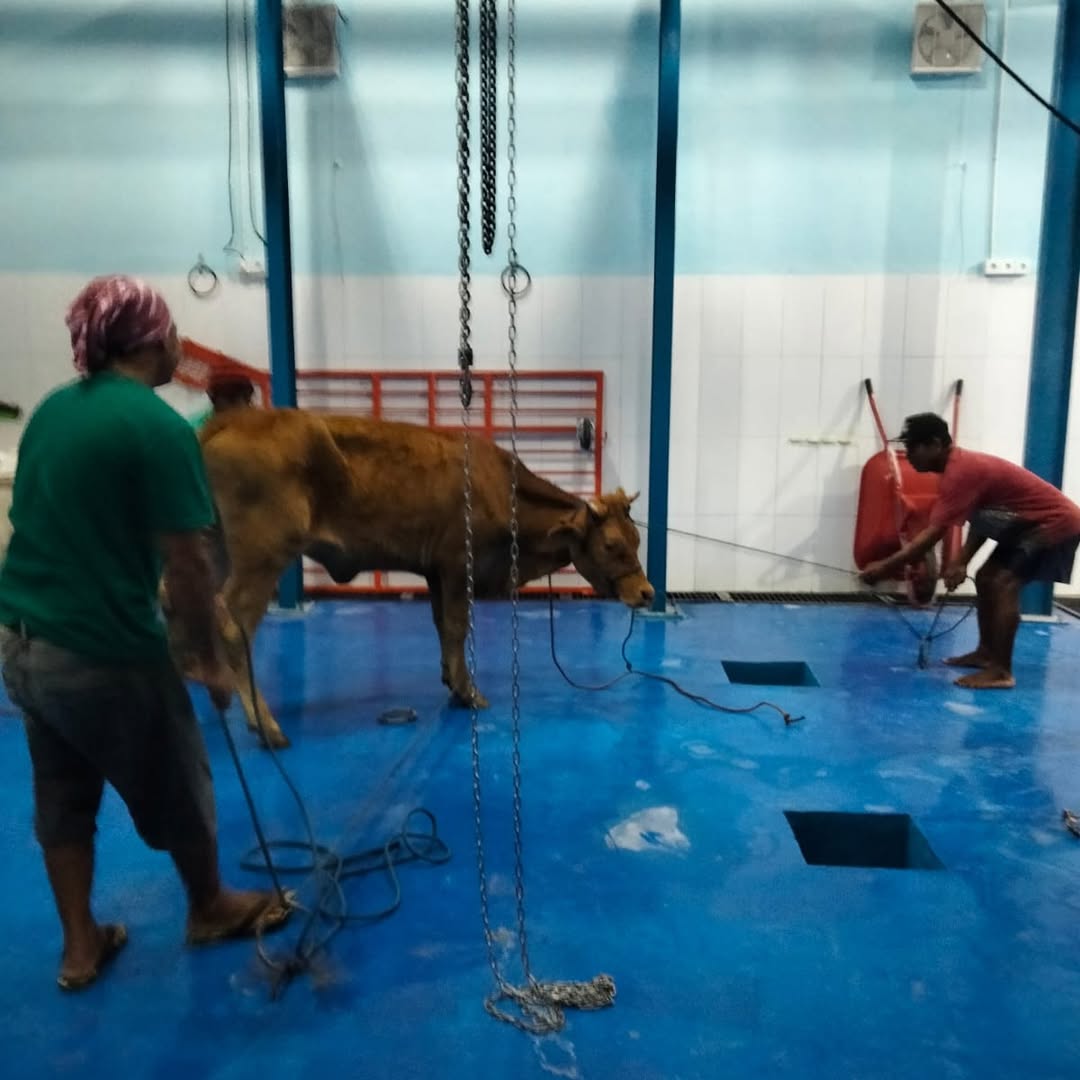 Pemotongan Hewan di RPH Babat Terapkan Standar ASUH