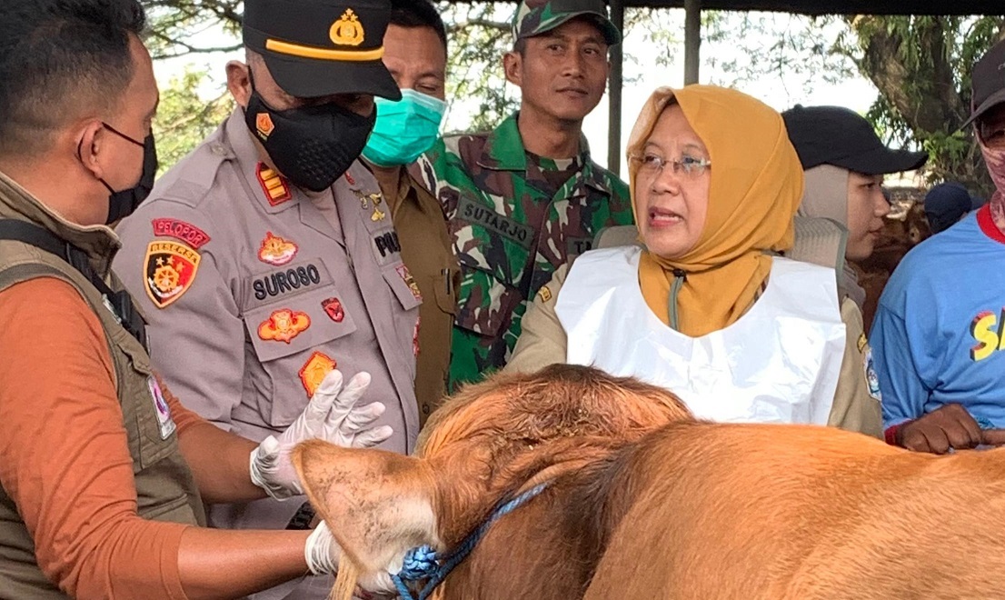 Pemeriksaan Kesehatan Hewan dan Desinfeksi Digelar di Pasar Hewan Babat Menjelang Idul Adha