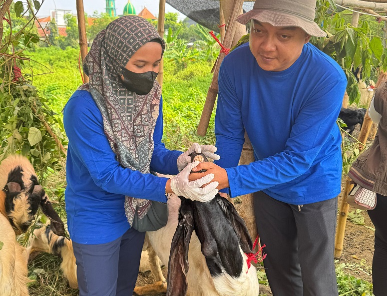 Pemeriksaan Lapak Penjualan Hewan Kurban di Kecamatan Tikung: Fokus pada Kesehatan dan Kelayakan ...