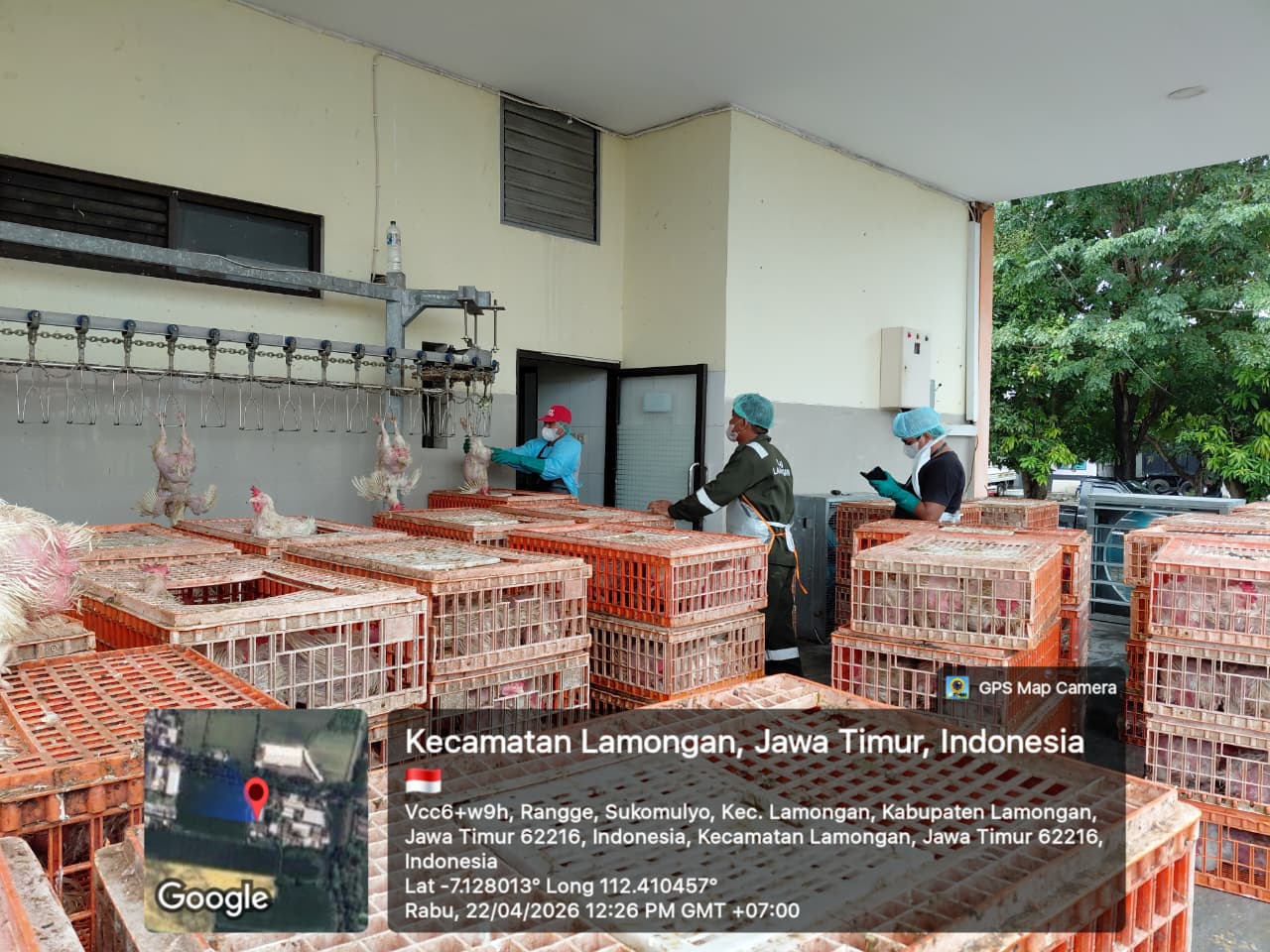 Foto: Pemotongan Ayam Broiler di RPH-U Lamongan Penuhi Standar Higienis untuk Dukung Kebutuhan Pangan Masyarakat