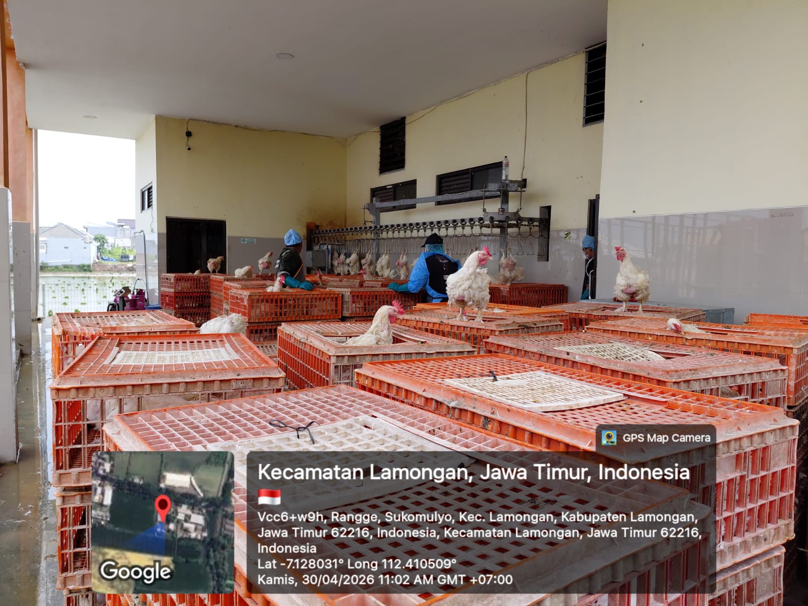Pemotongan Ayam Parent Stock di RPH-U Lamongan Penuhi Standar Higienis dan Kebutuhan Pangan