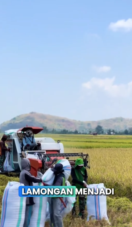 Foto: Kabupaten Lamongan resmi menduduki peringkat pertama sebagai daerah dengan produksi beras tertinggi di Jawa Timur tahun 2025