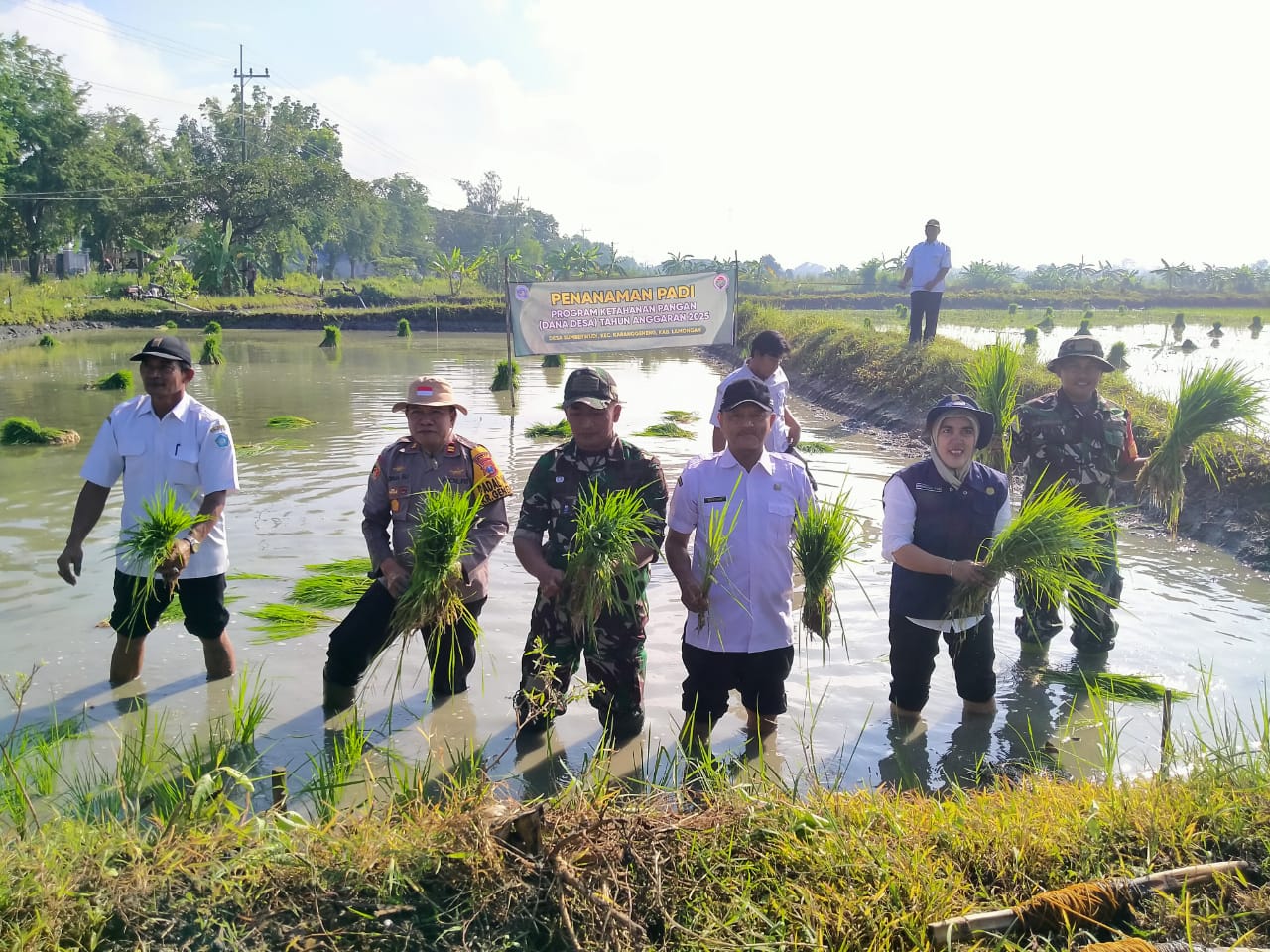 Penanaman Padi Program Ketahanan Pangan Tahun 2025 Desa Sumberwudi Kecamatan Karanggeneng
