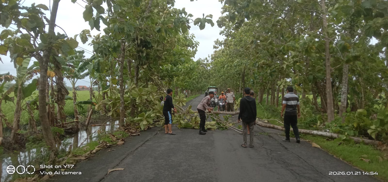 Foto: Pemangkasan pohon yang di lakukan pemerintah Desa Kawistolegi