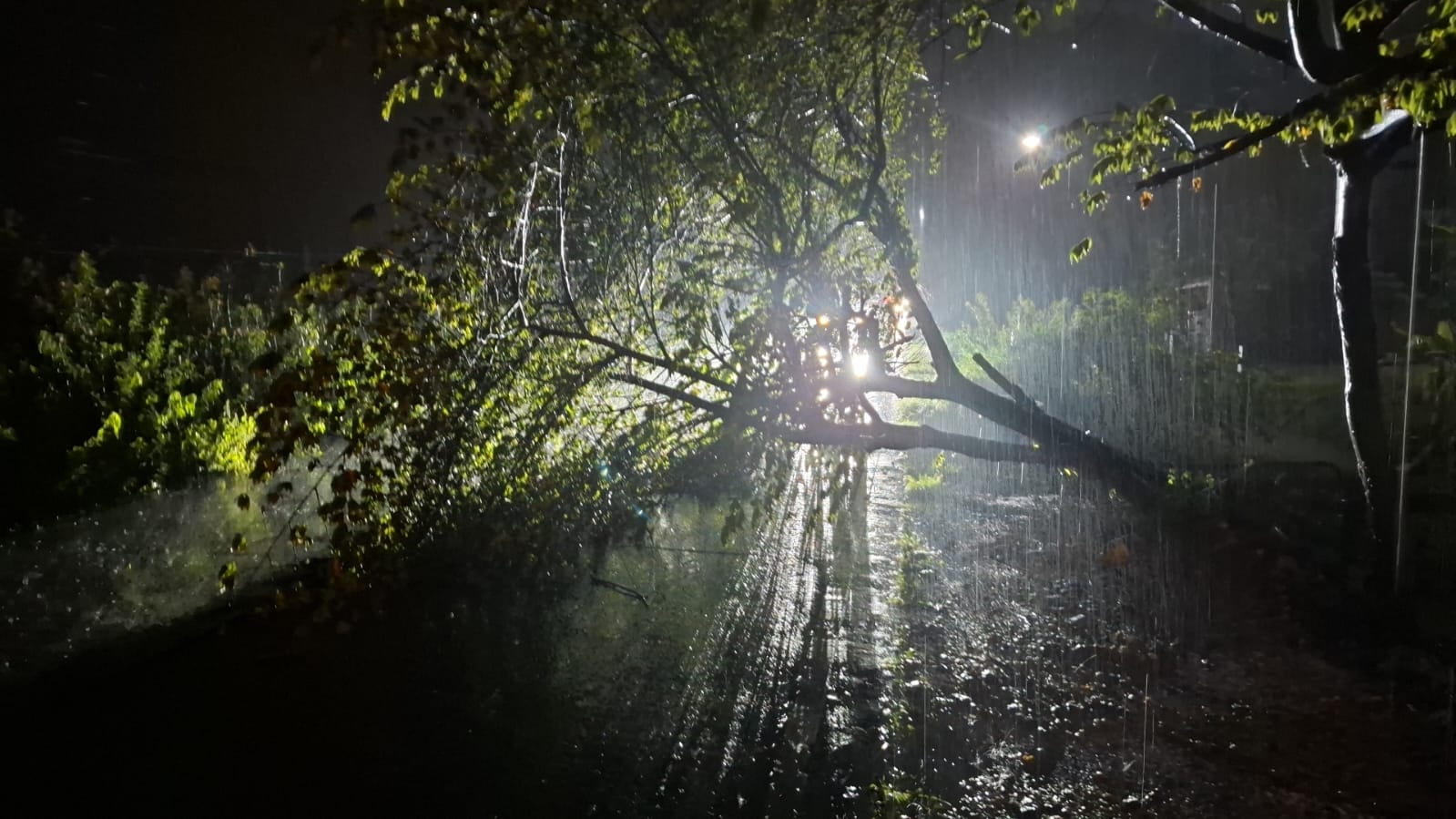 Respon Cepat Penanganan Pohon Tumbang di Karanggeneng, Akses Jalan Kembali Lancar