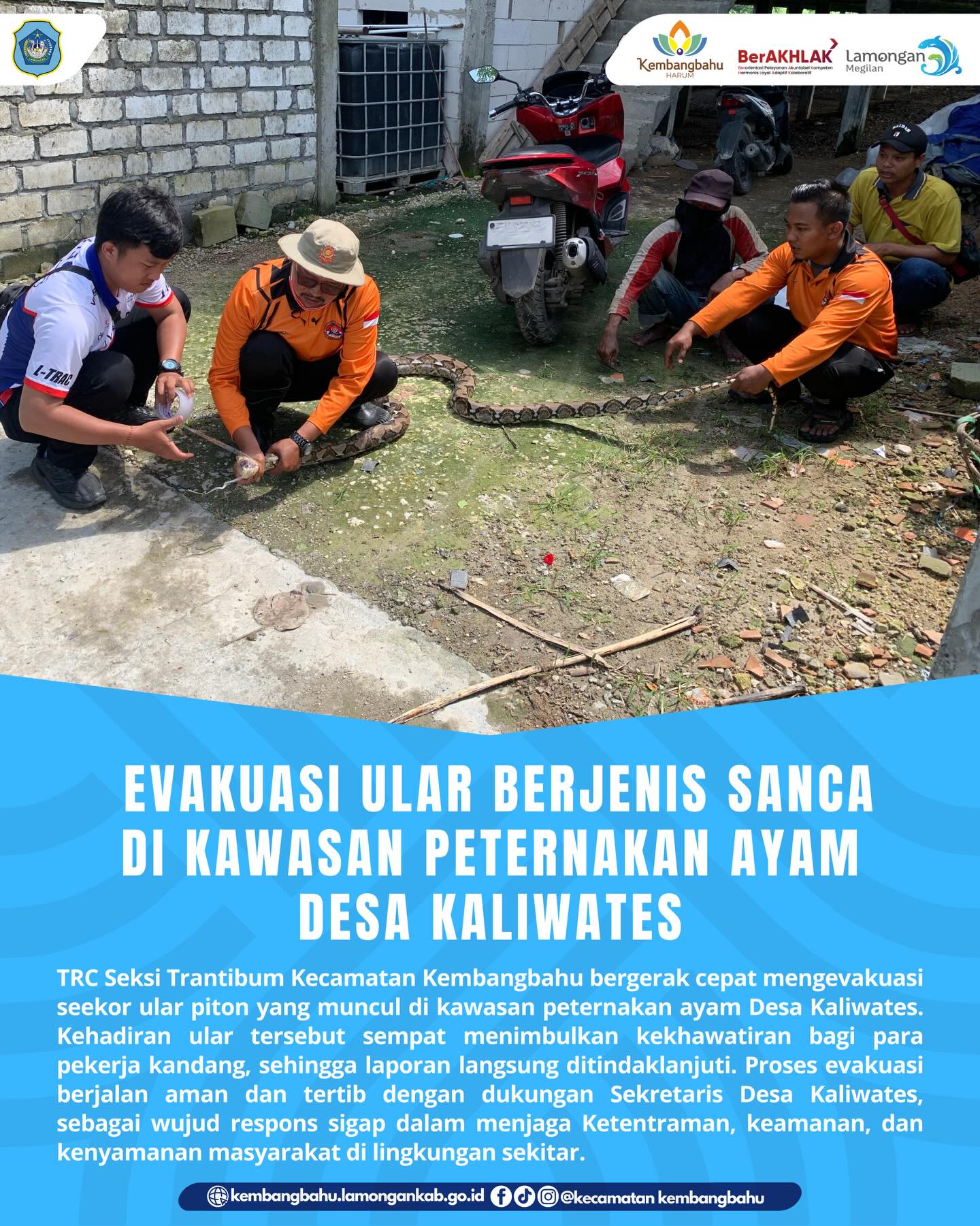 Foto: TRC Seksi Trantibum Evakuasi Ular Sanca